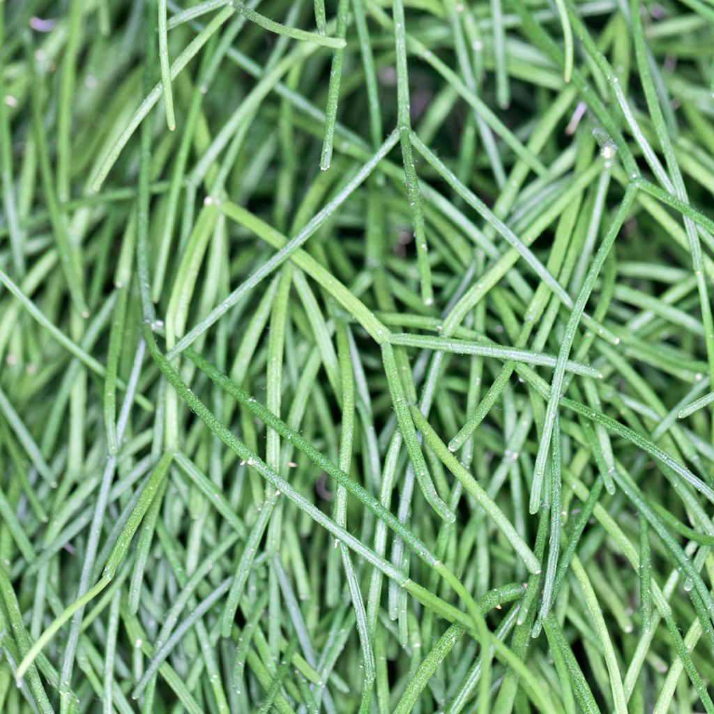 Rhipsalis cassutha - Cactus