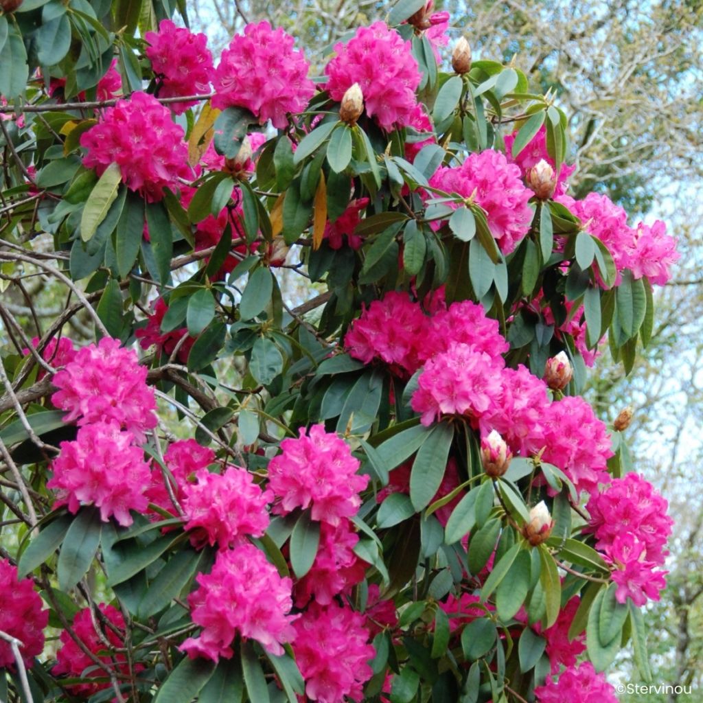 Rhododendron Souvenir de J. Broughton - Rododendro