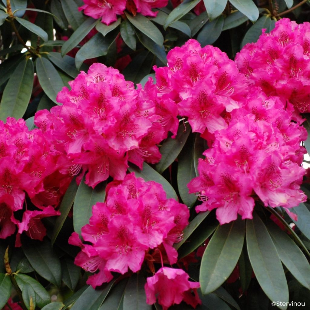 Rhododendron Souvenir de J. Broughton - Rododendro