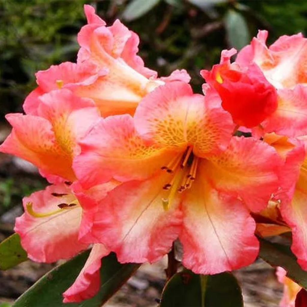 Rododendro Sun Fire