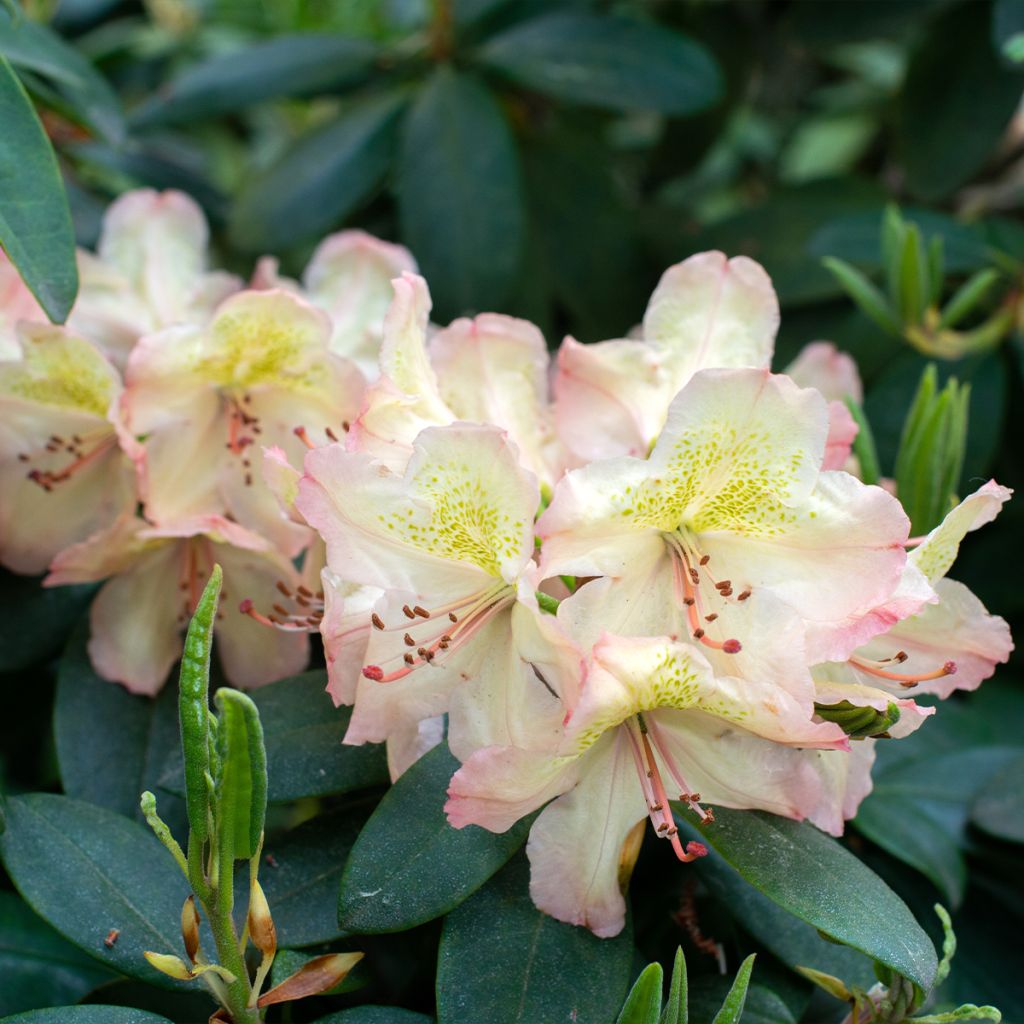 Rododendro híbrido Easydendron INKARHO Belkanto