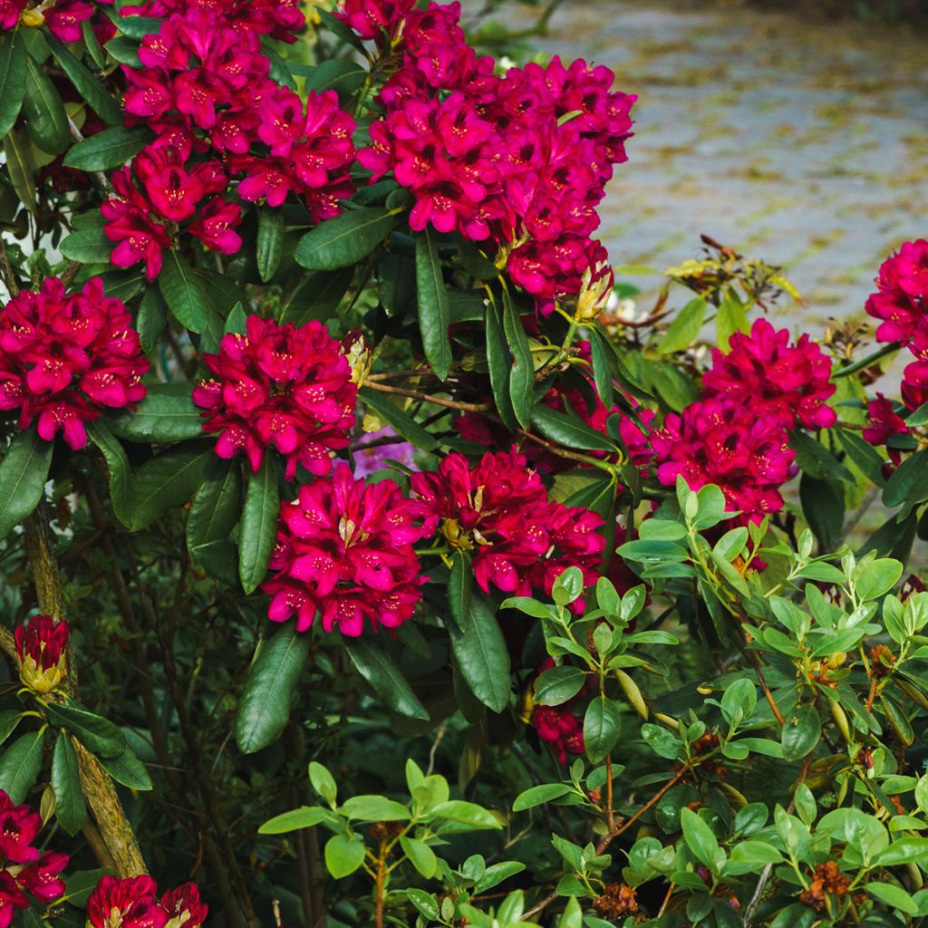 Rhododendron Midnight
