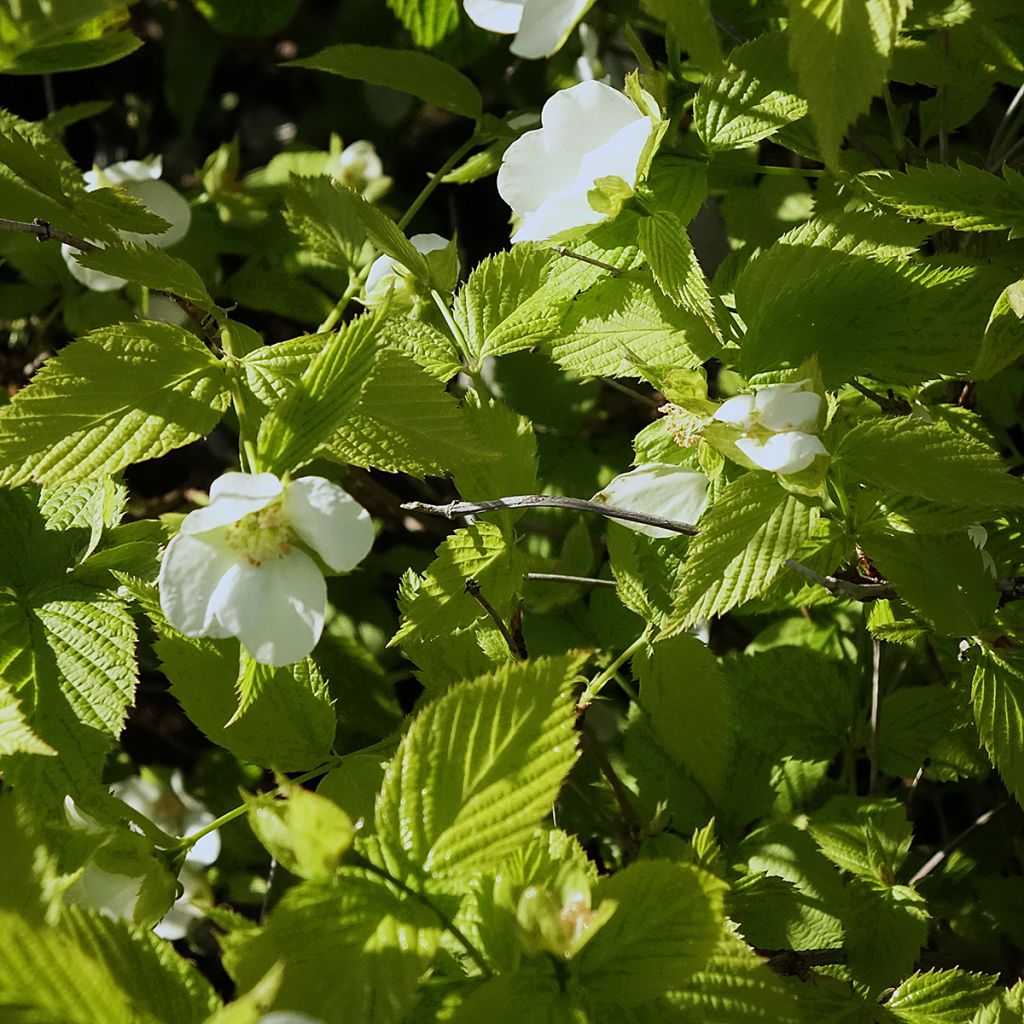 Rhodotypos scandens