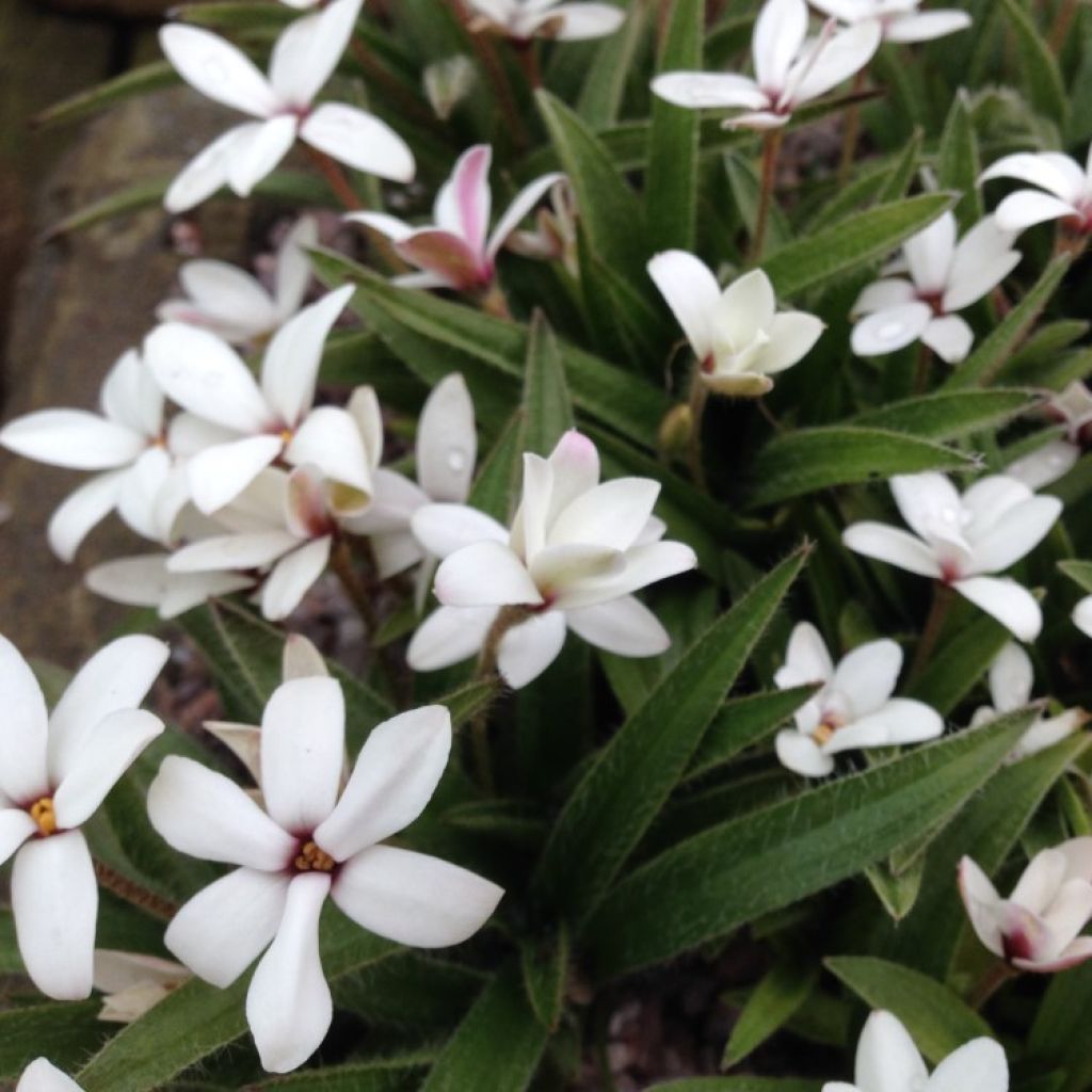 Rhodoxis Summer Stars Peppermint
