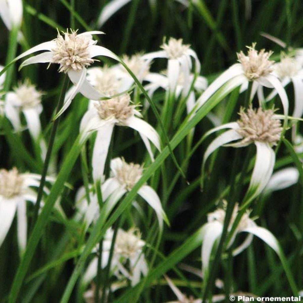 Rhynchospora colorata - Estrella blanca