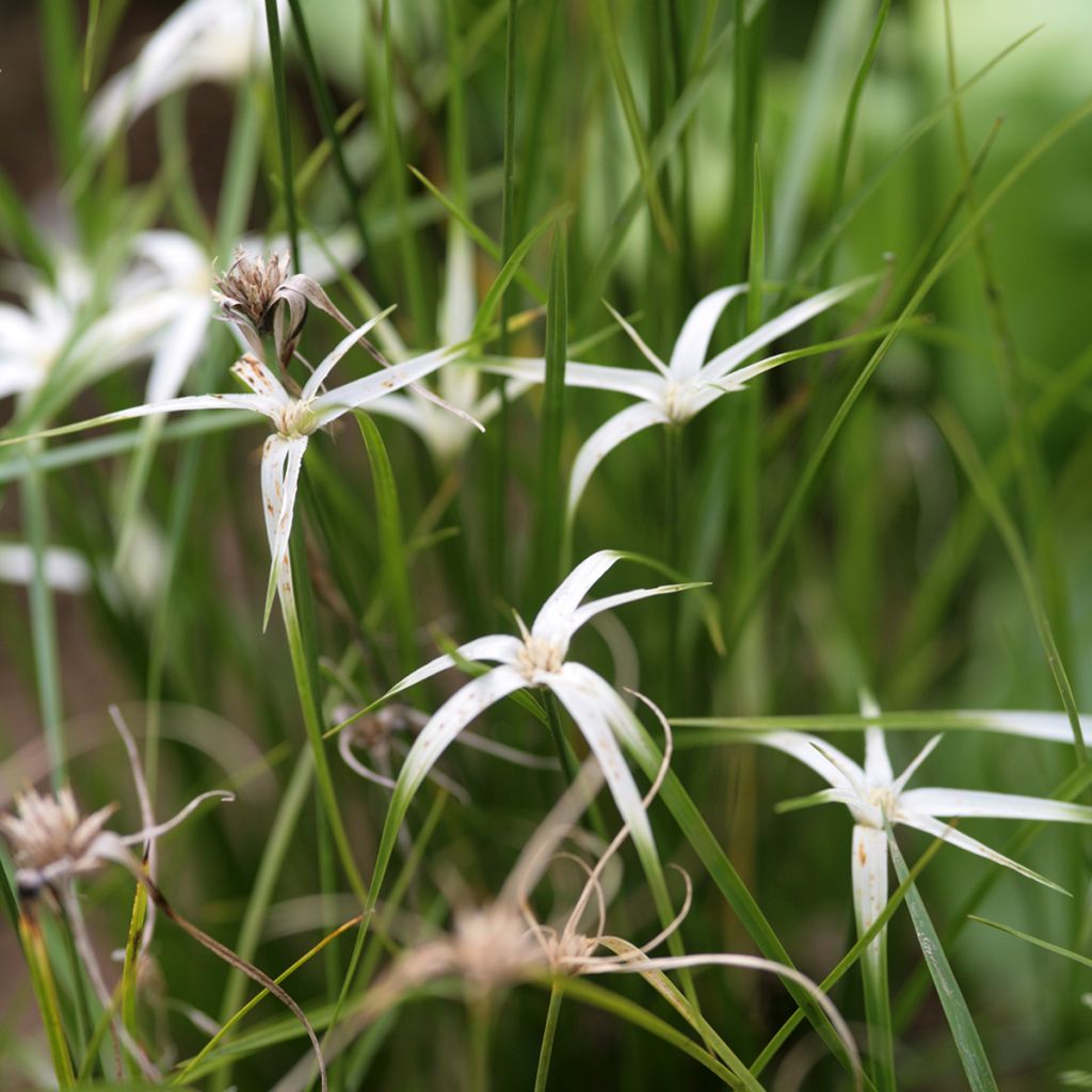 Rhynchospora colorata - Estrella blanca