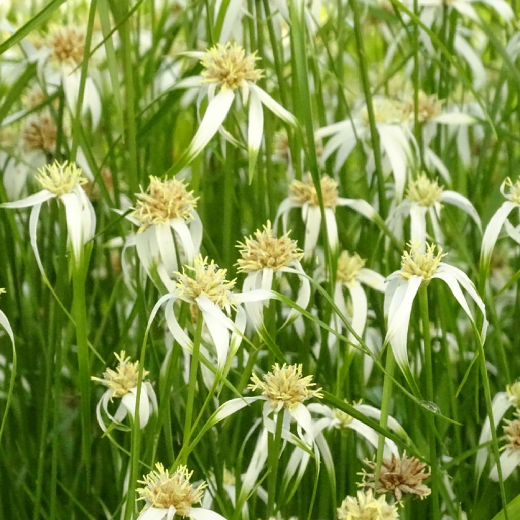 Rhynchospora colorata - Estrella blanca