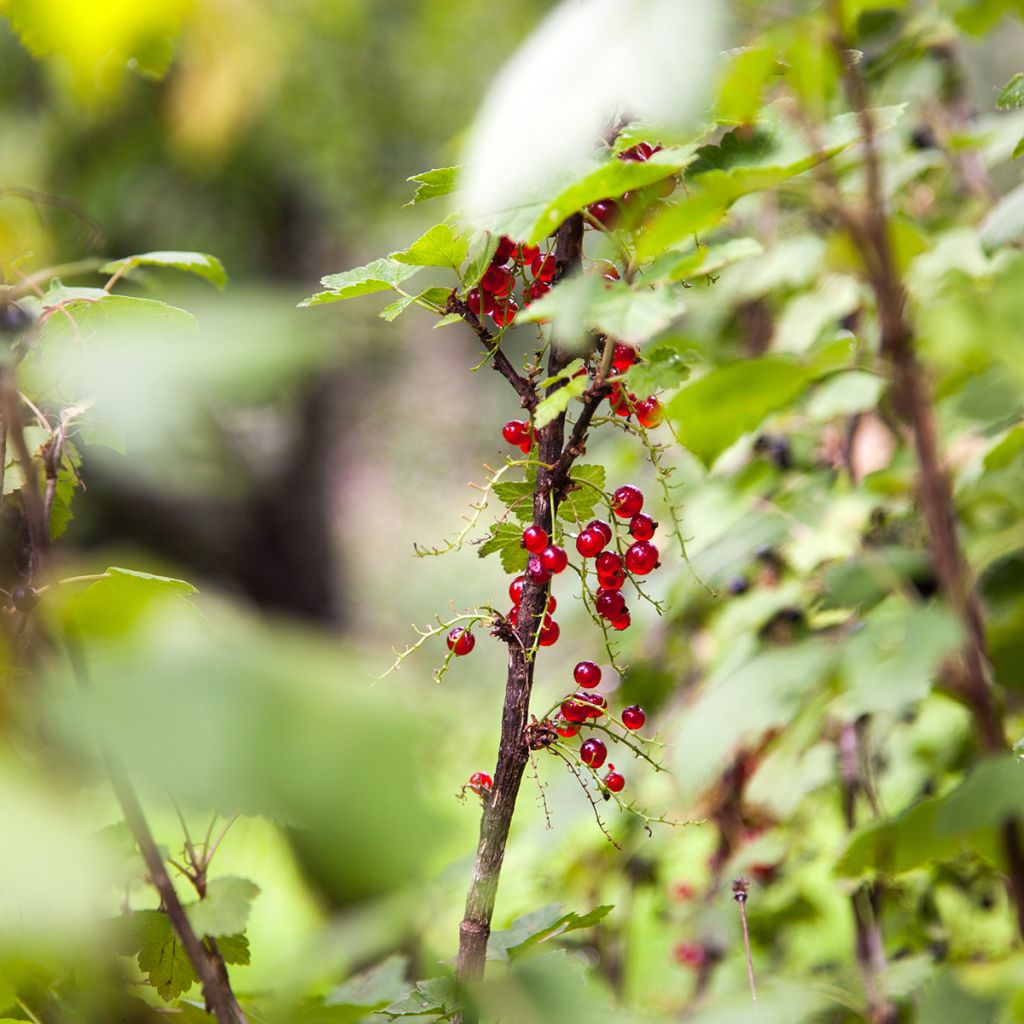 Grosella alpina - Ribes alpinum