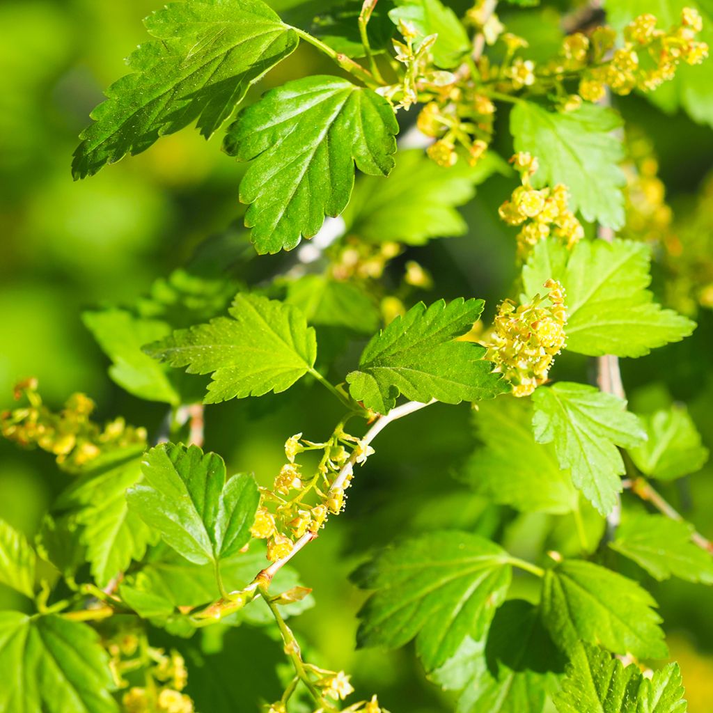 Grosella alpina - Ribes alpinum