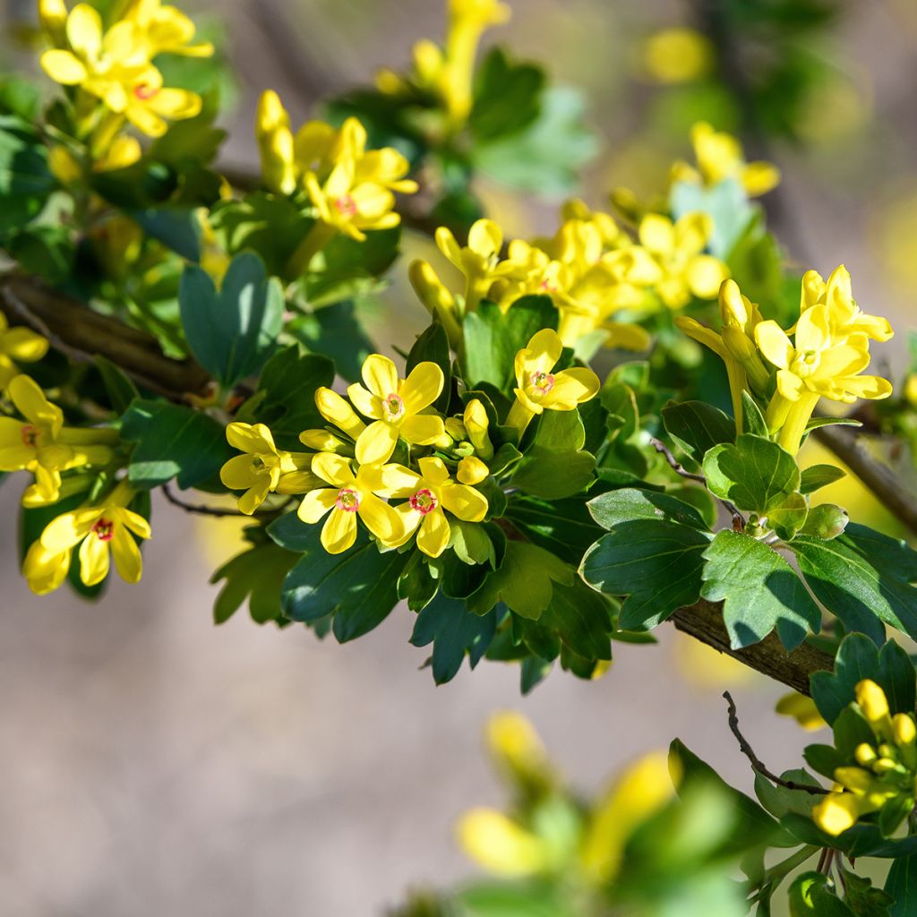 Ribes odoratum - Grosella dorada