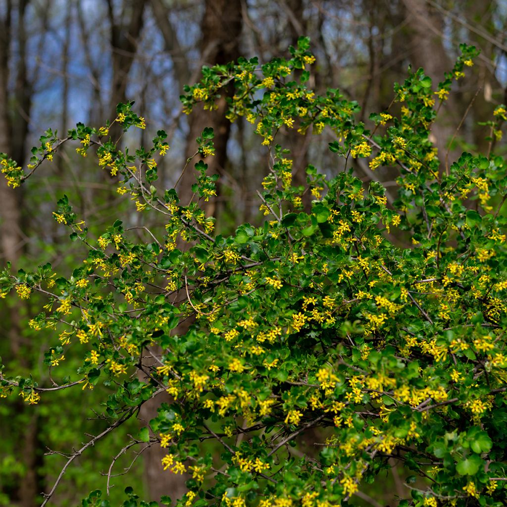 Ribes odoratum - Grosella dorada