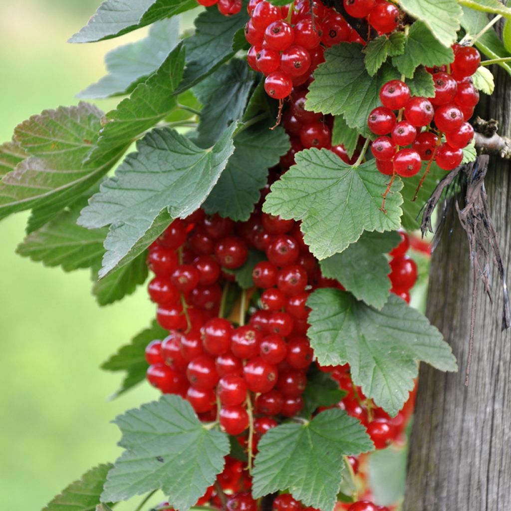 Grosella roja Rondom
