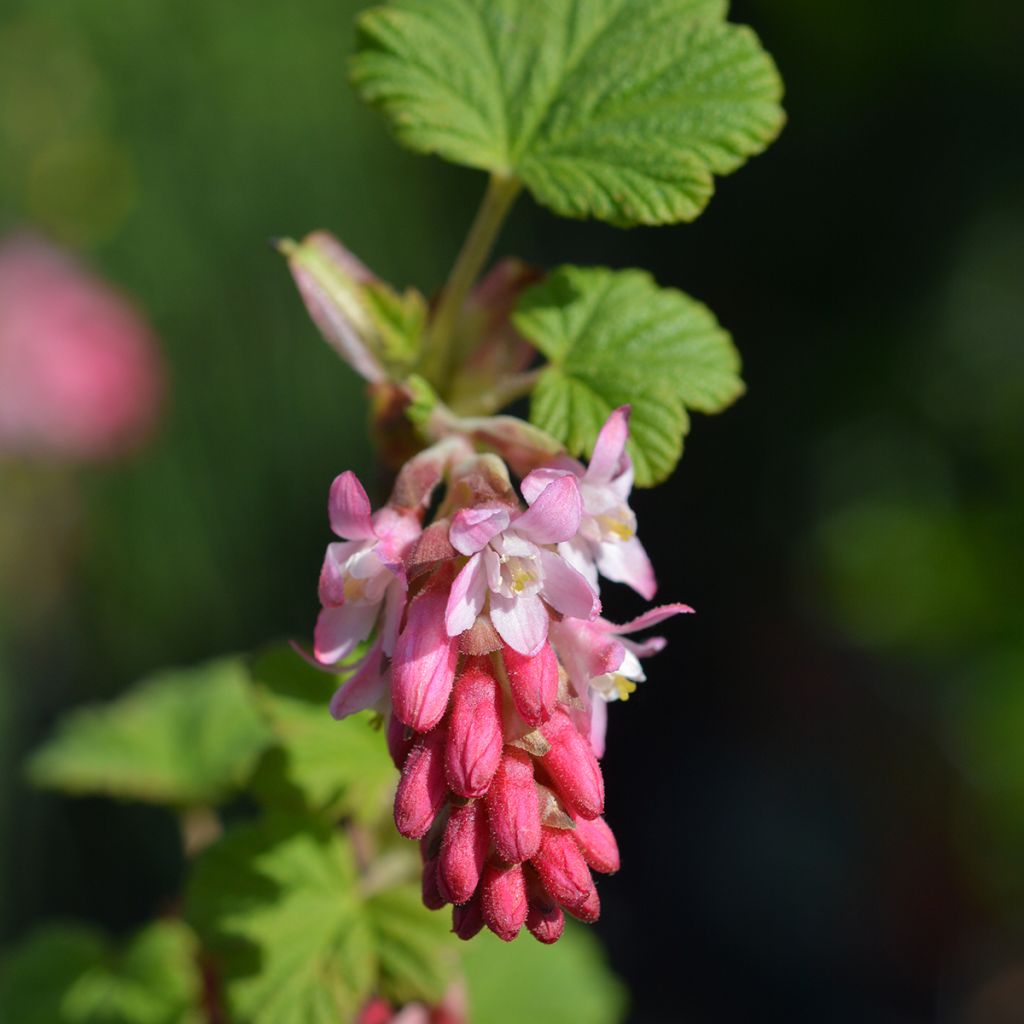 Ribes sanguineum King Edward VII - Grosellero de invierno