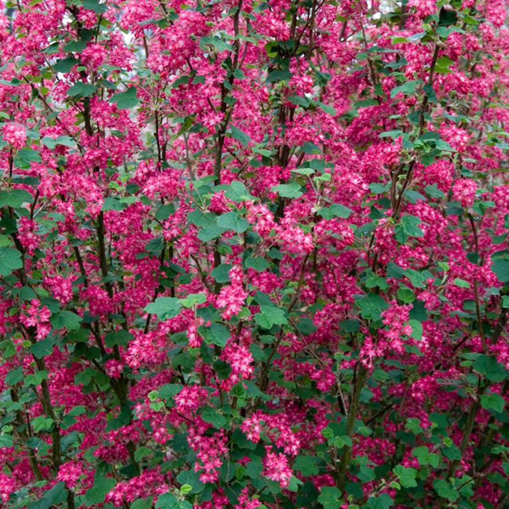 Ribes sanguineum Pulborough Scarlet - Grosellero de invierno