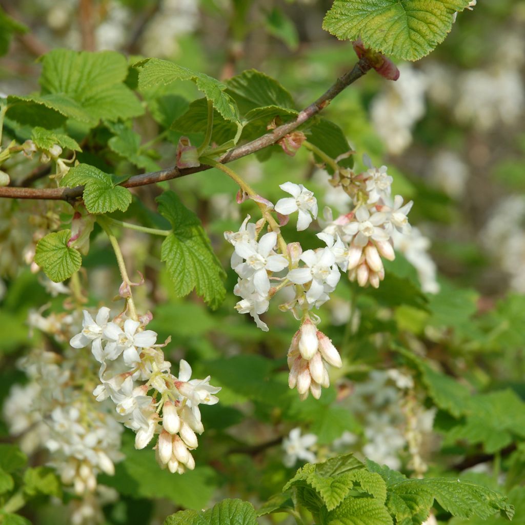 Ribes sanguineum White Icicle - Grosellero de invierno