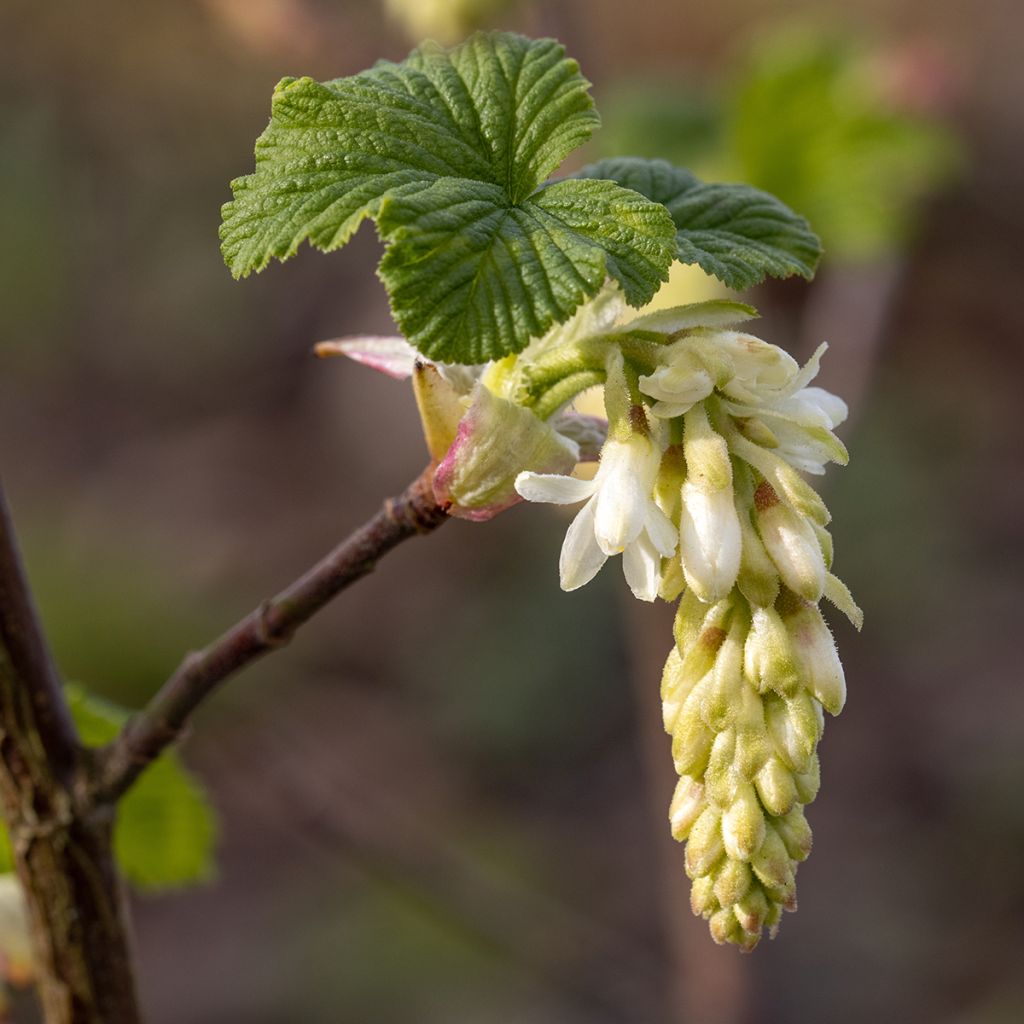Ribes sanguineum White Icicle - Grosellero de invierno