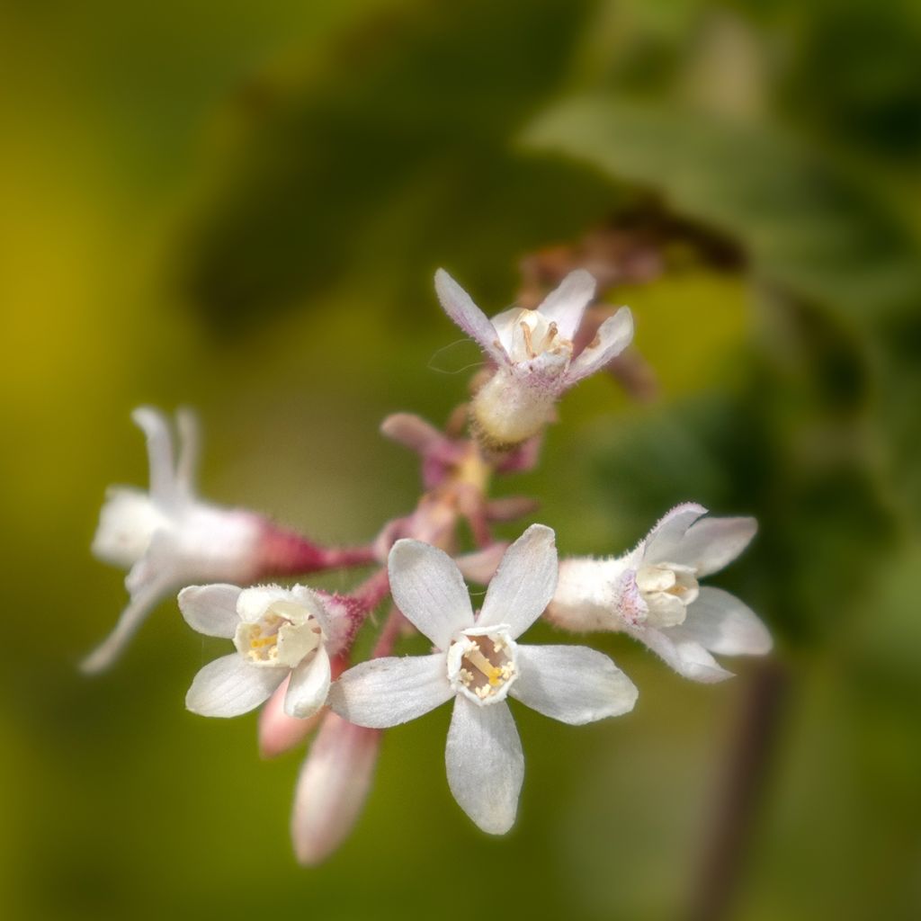 Ribes sanguineum White Icicle - Grosellero de invierno