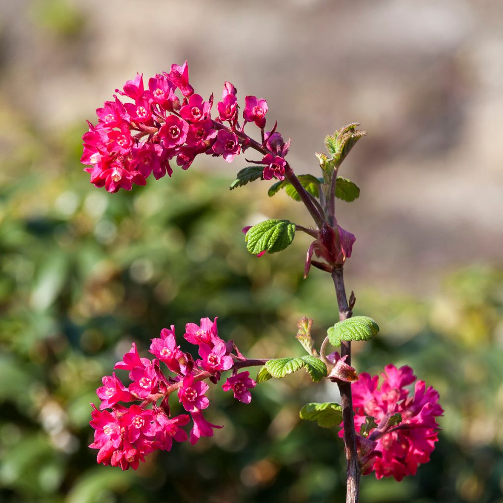Ribes sanguineum Koja - Grosellero de invierno