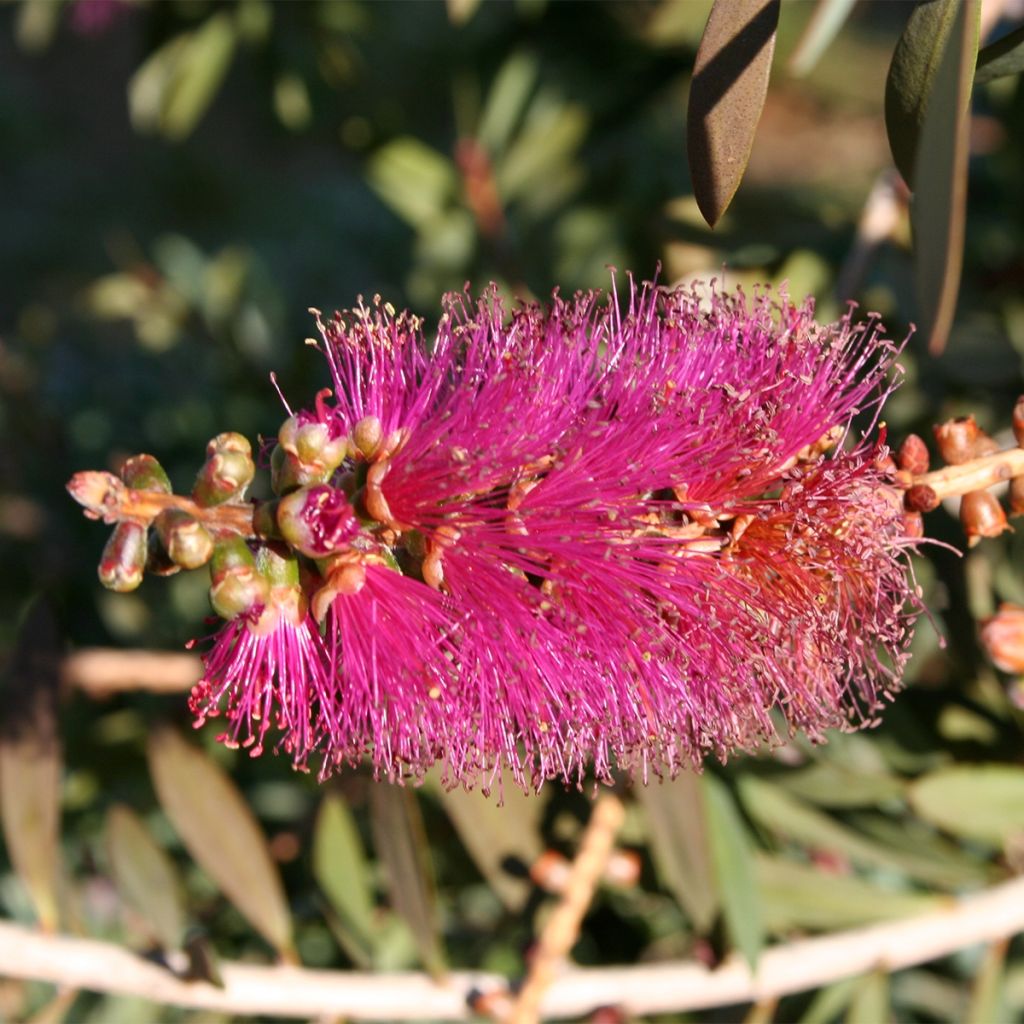Callistemon violaceus - Limpiatubos