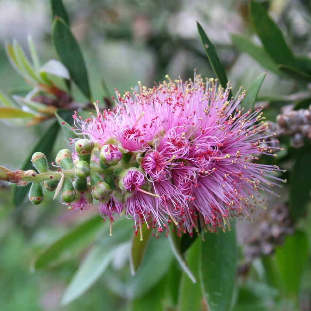 Callistemon violaceus - Limpiatubos