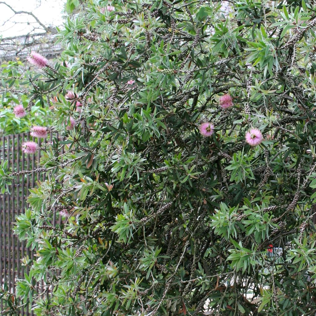 Callistemon violaceus - Limpiatubos