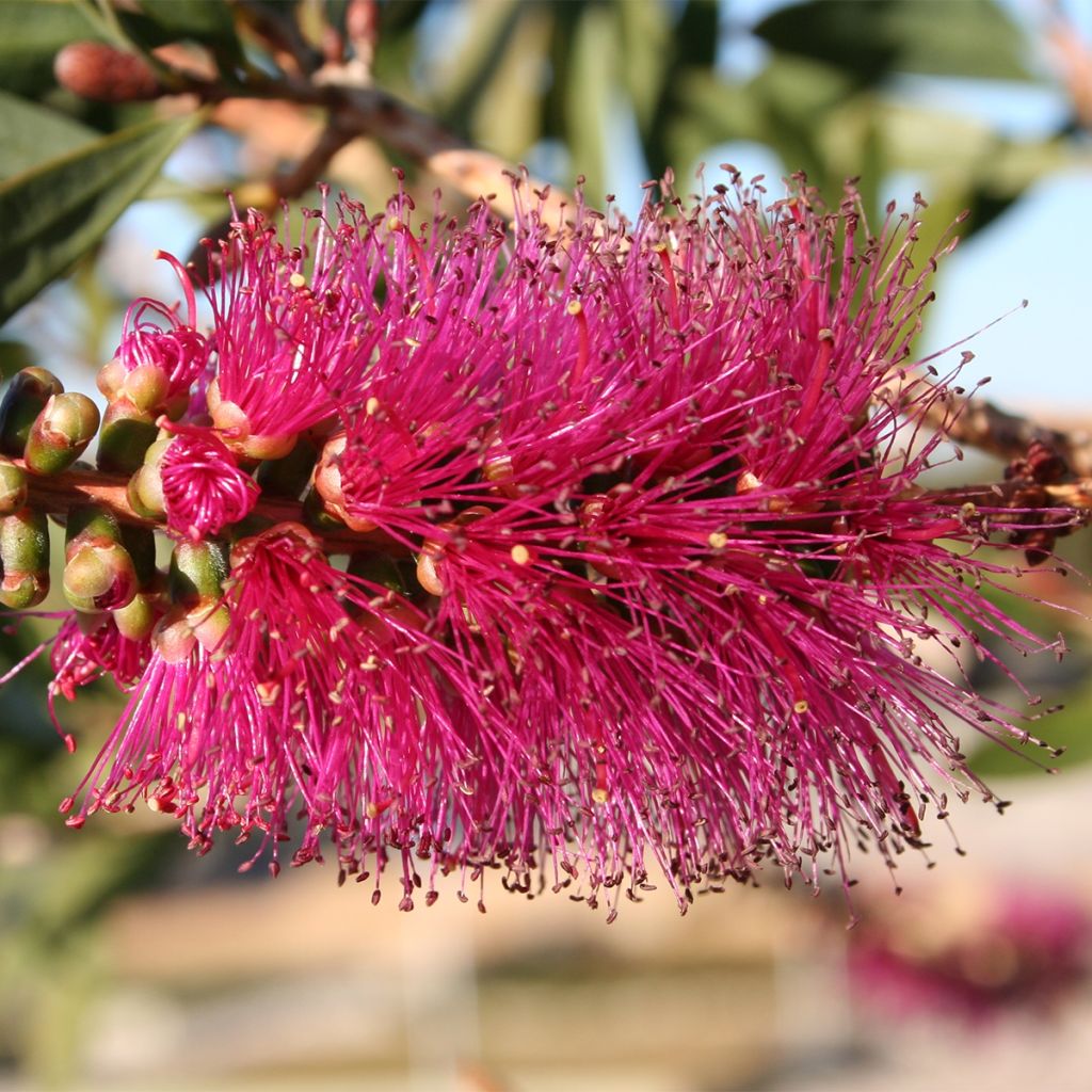 Callistemon violaceus - Limpiatubos