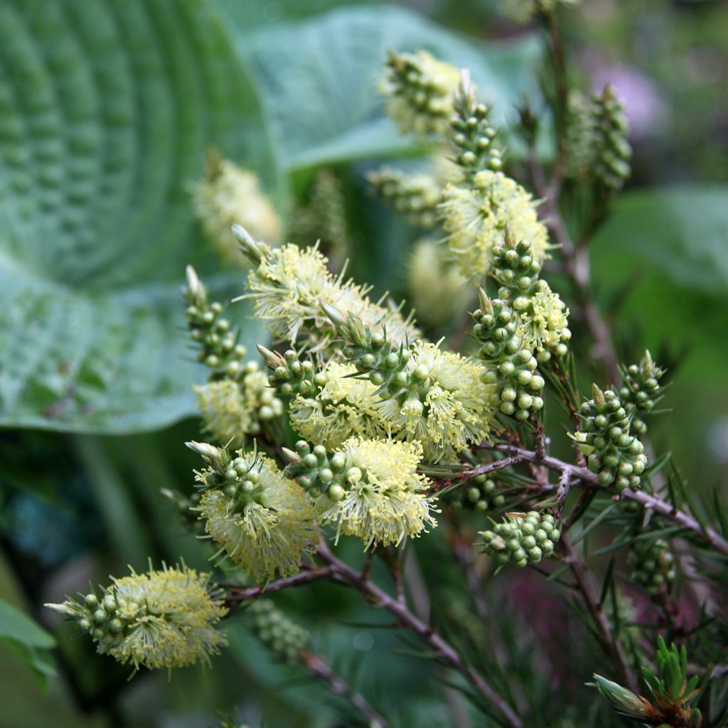 Callistemon pityoides Widdicomb Gem - Limpiatubos