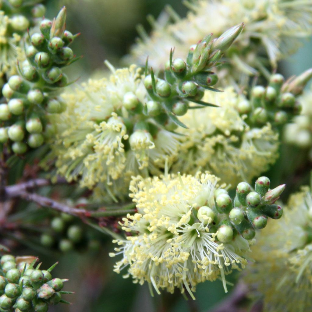 Callistemon pityoides Widdicomb Gem - Limpiatubos