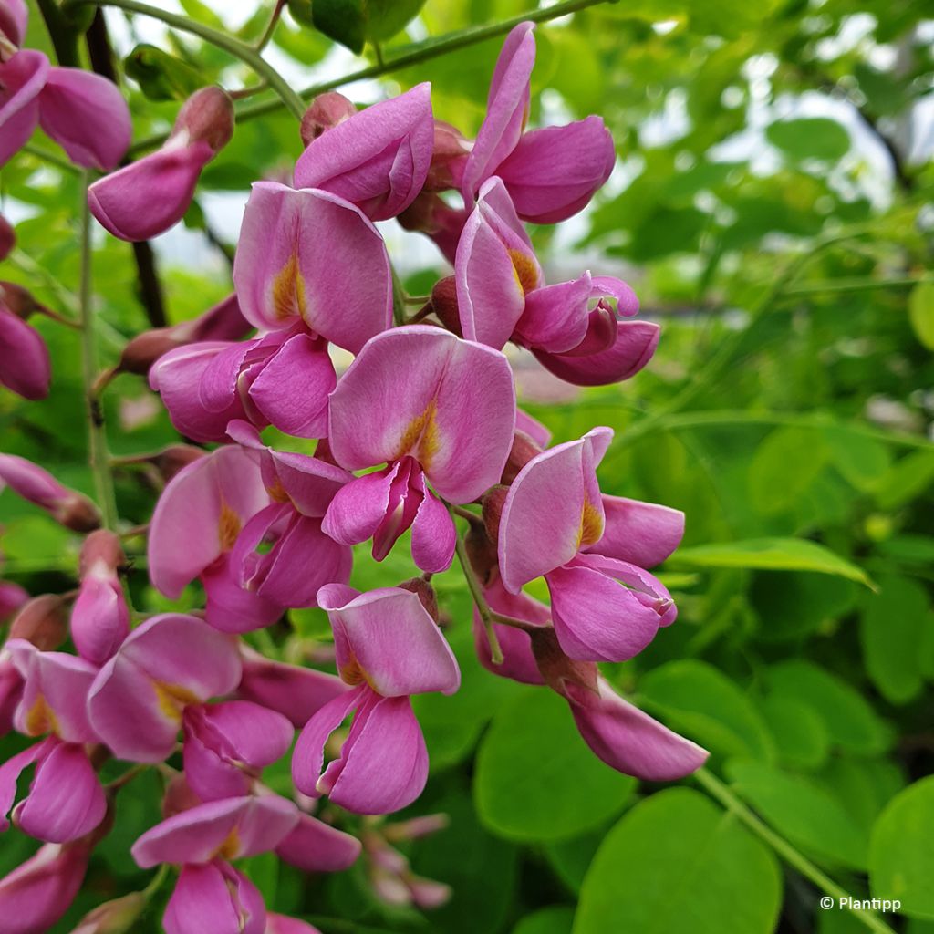 Robinia margaretta Georgia da Torino - Acacia falsa