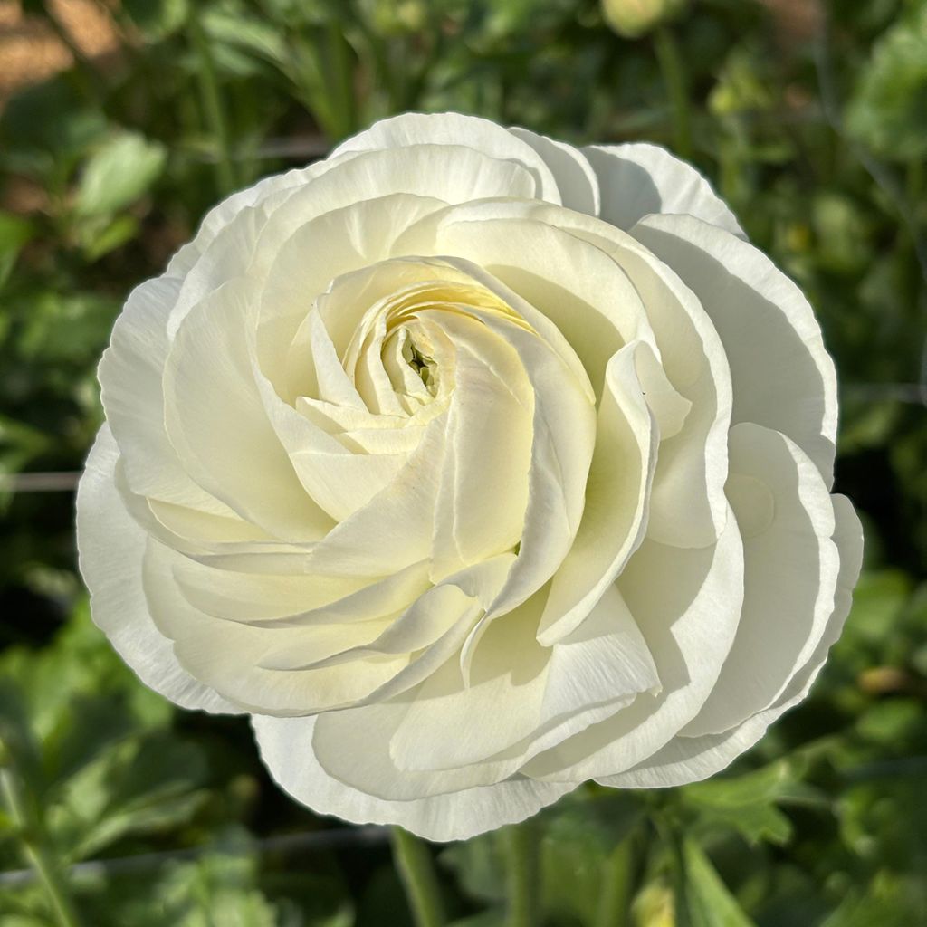 Ranúnculo Romance Courchevel – Ranunculus asiaticus
