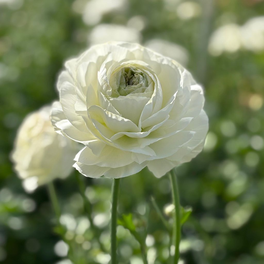 Ranúnculo Romance Montenvers – Ranunculus asiaticus