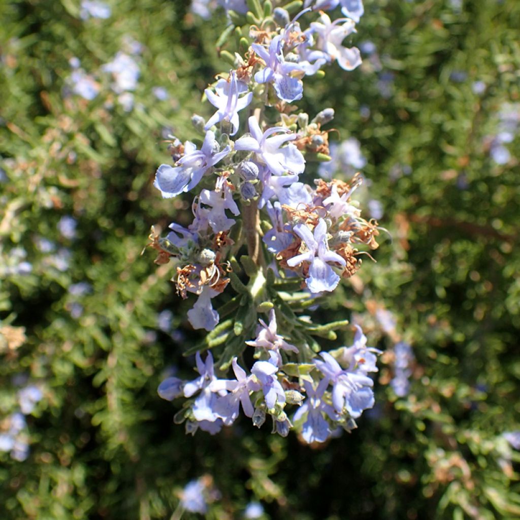 Romero Tuscan Blue