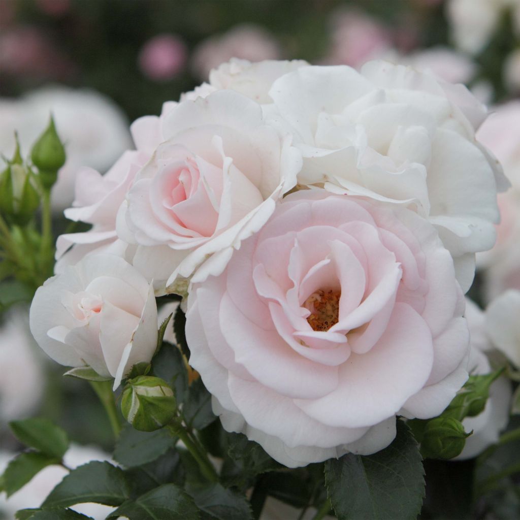 Rosal Aspirin Rose - Rosal tapizante