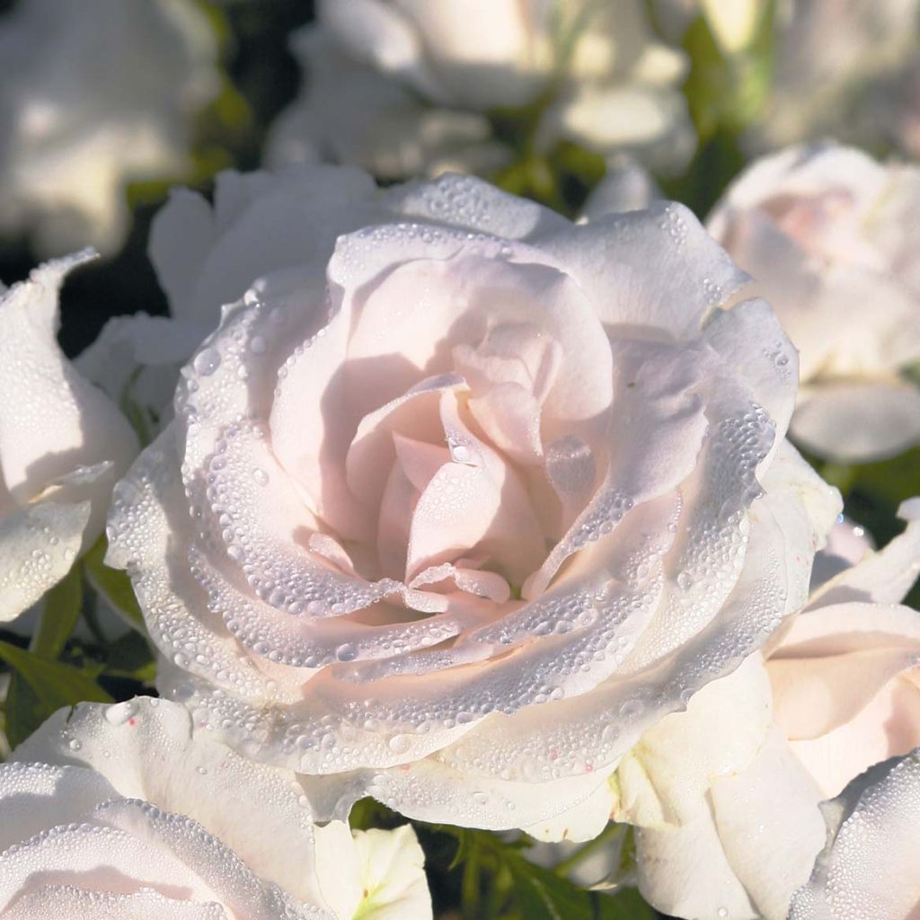 Rosal Aspirin Rose - Rosal tapizante