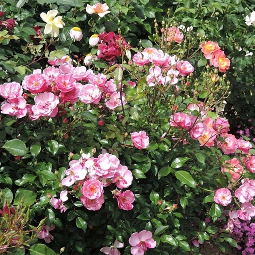 Rosal polyantha Louis Blériot