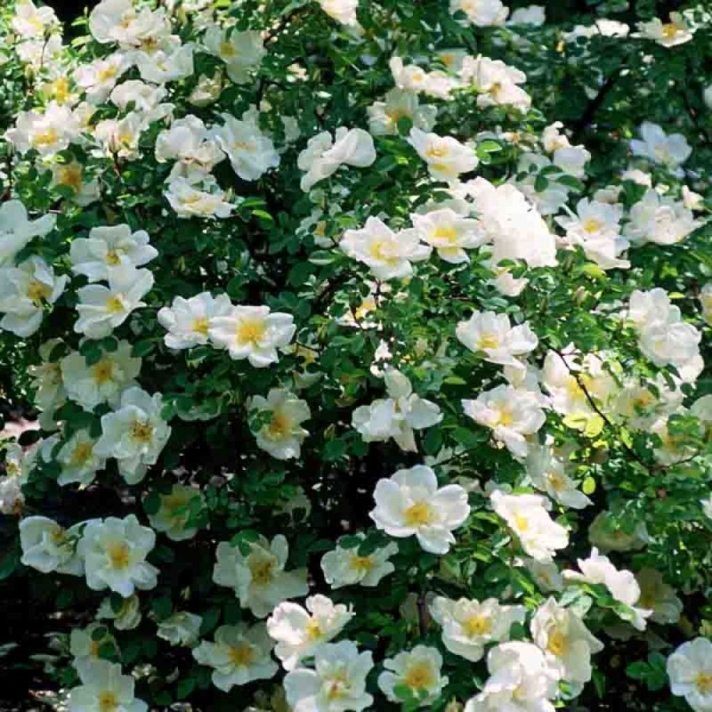 Rosal Nevada