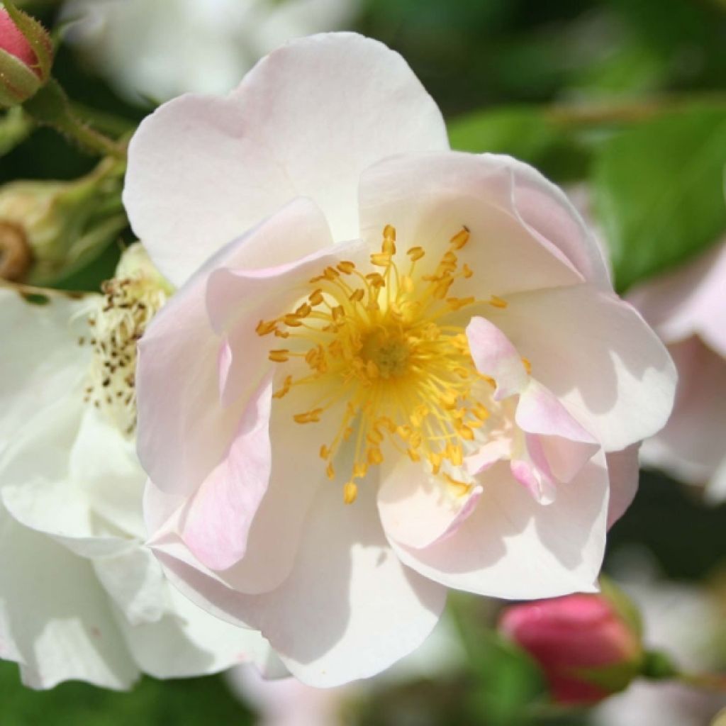 Rosal Nevada