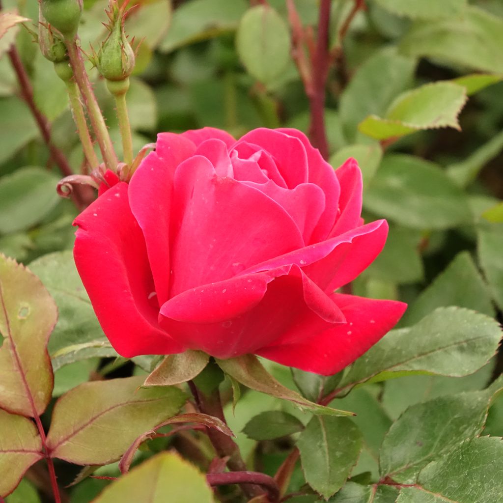 Rosal Double Knock Out - Rosal tapizante