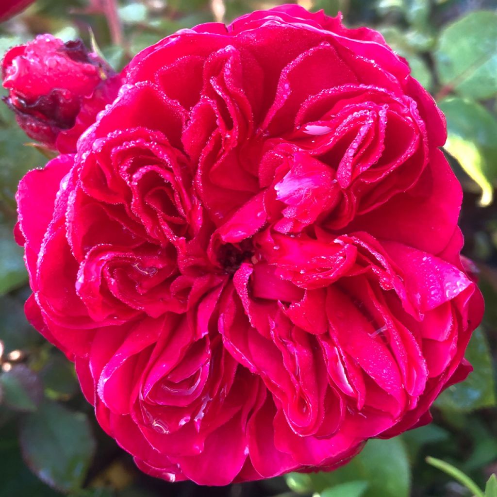Rosal Red Leonardo da Vinci Meiangele - Rosal rojo