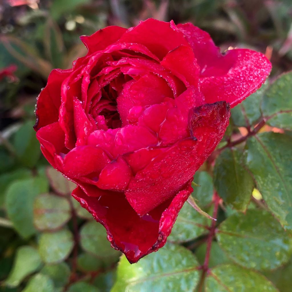 Rosal Red Leonardo da Vinci Meiangele - Rosal rojo