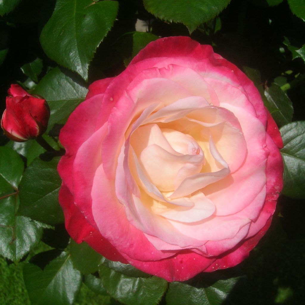 Rosal Nostalgie
