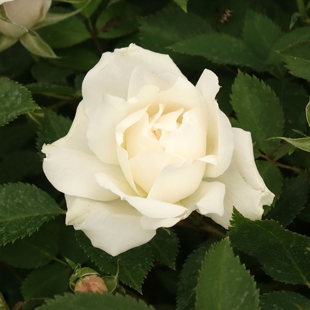 Rosal Crème Chantilly