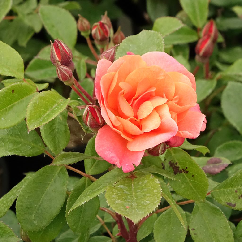 Rosal Sugar Candy Rose - Rosal enano
