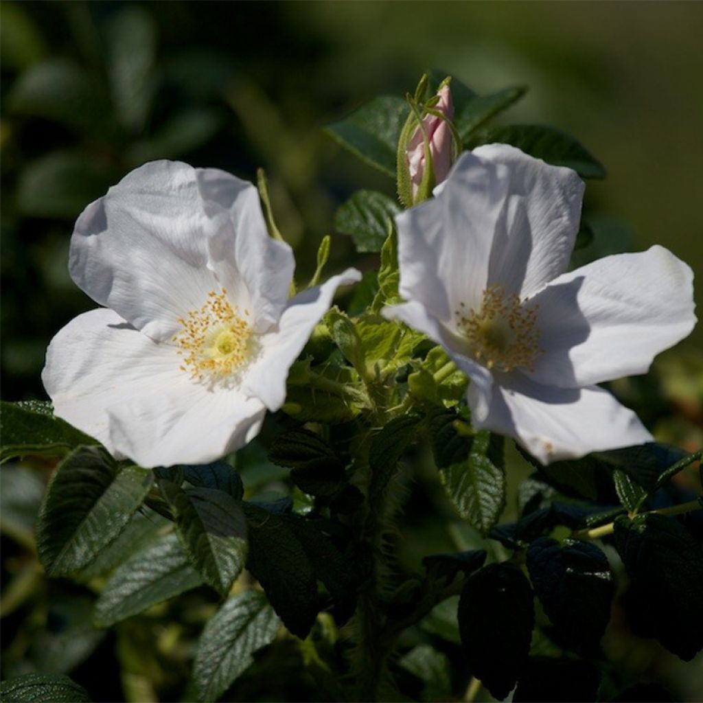 Rosal rugosa Alba