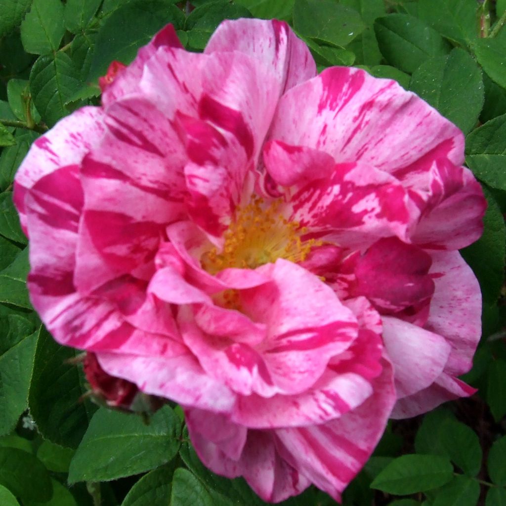 Rosal gallica Versicolor - Rosal de Castilla