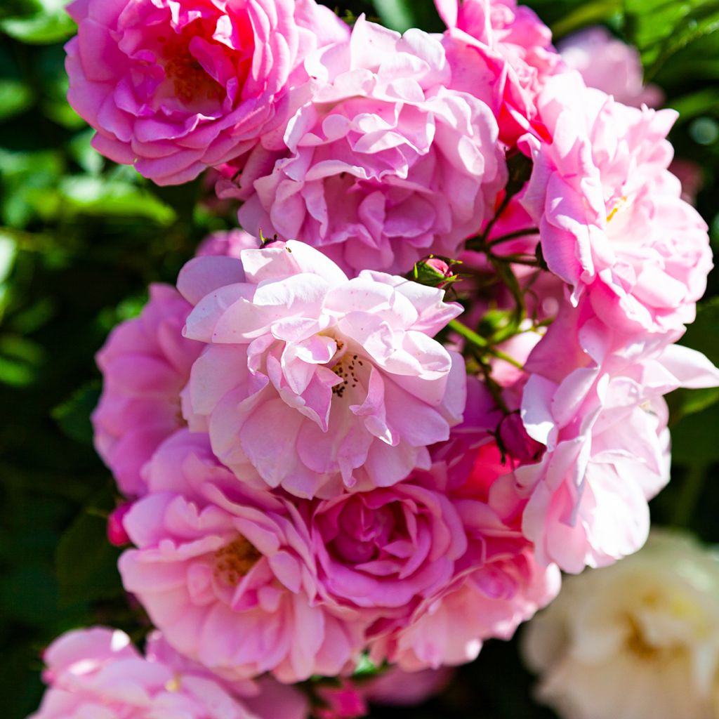 Rosal Siluetta Lavender - Rosal trepador