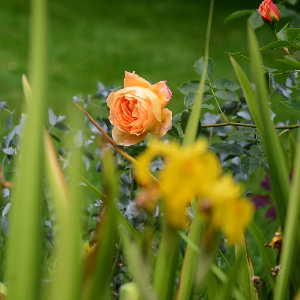 Rosal Lady Of Shalott