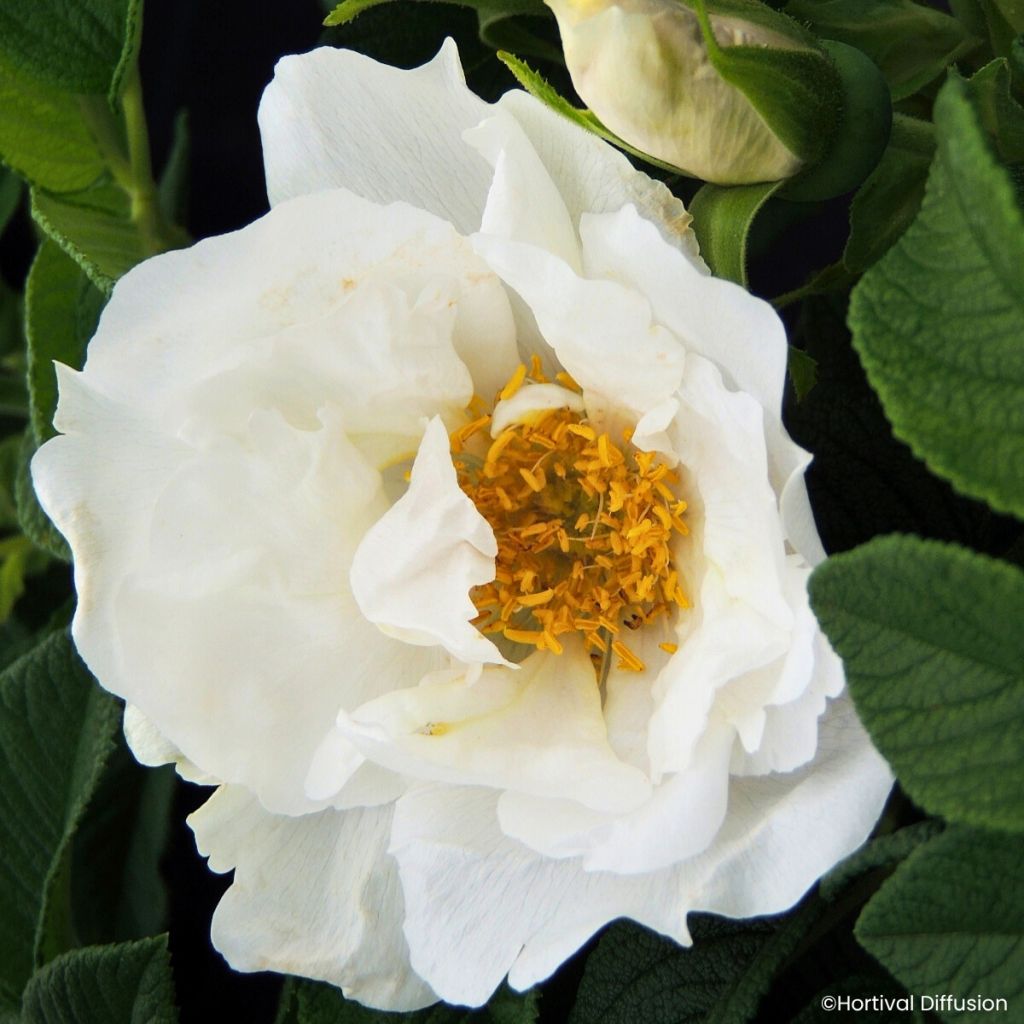Rosal rugosa Angelia White