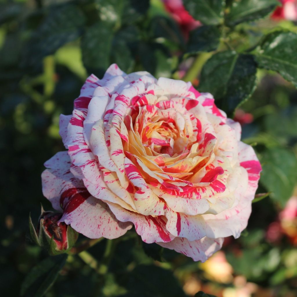 Rosal Abracadabra