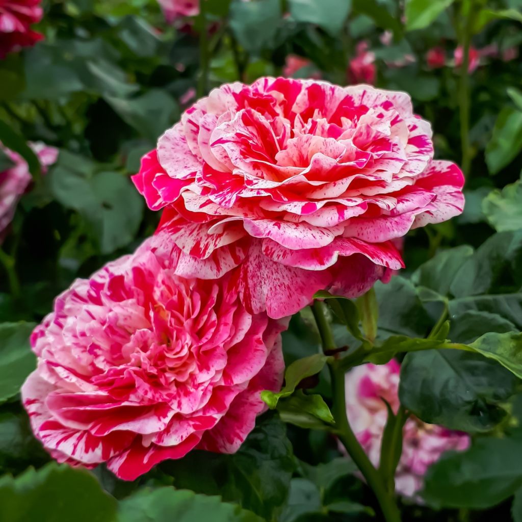 Rosal Abracadabra